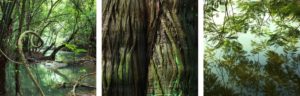 forest triptych