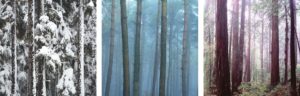 forest triptych