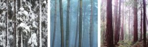 forest triptych