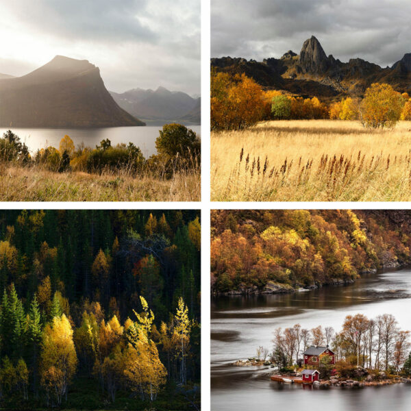 Quadriptych collage of Autumn in Norway